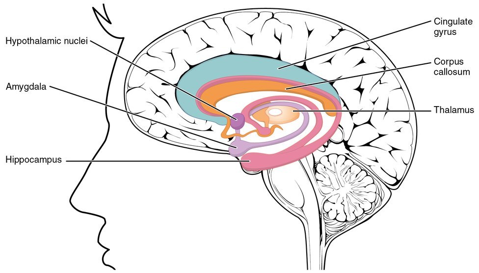 Midline view of the human brain showing the limbic structures: the hippocampus and amygdala in the temporal lobe, the hypothalamic nuclei beneath the thalamus, and the cingulate gyrus arching over the corpus callosum.