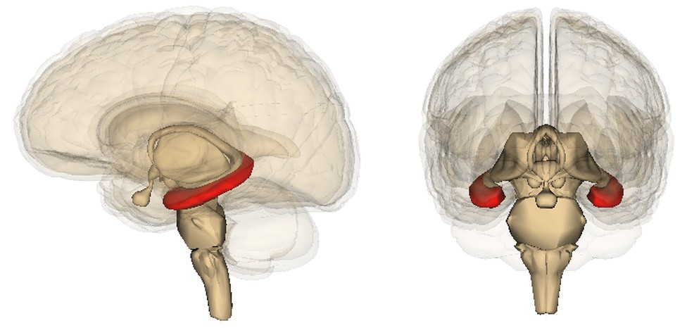 A side-on view of a see-through brain with the hippocampus in red deep inside it, and a second view showing one on each side.