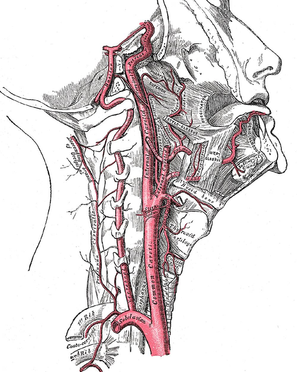 A historic anatomical engraving of the neck from the side, showing the vertebral artery climbing through small openings in the side projections of the neck bones.